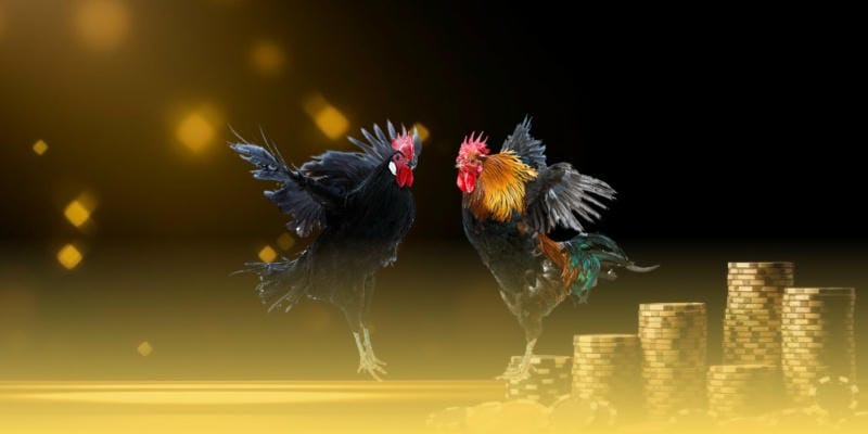 Gem88 live streaming interface showing Thomo Arena cockfighting coverage